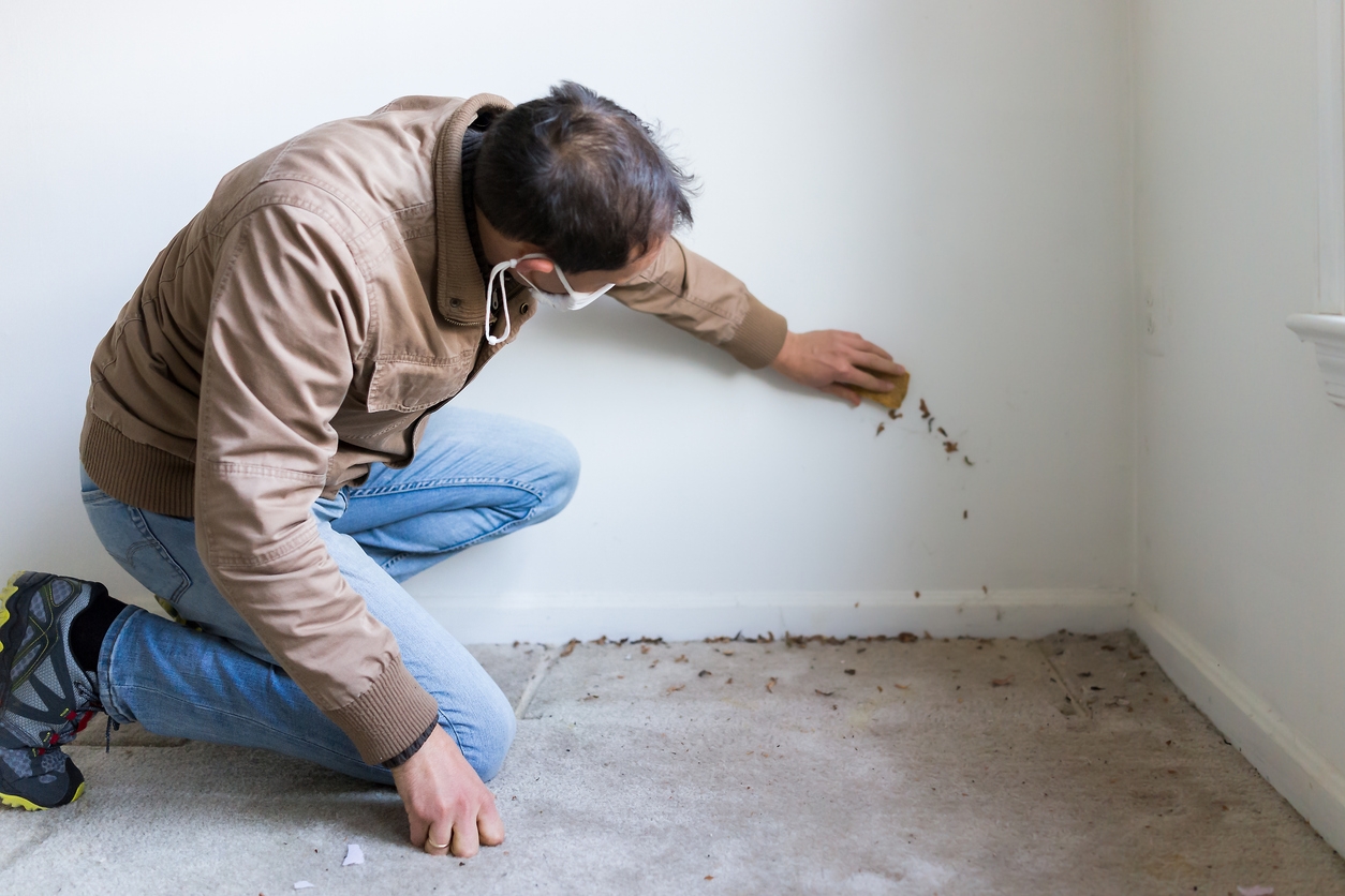 Young man in mask sitting crouching by room wall carpet floor flooring, white painted walls, during remodeling renovation, cleaning with sponge, inspection of dirty mold, dust, trash